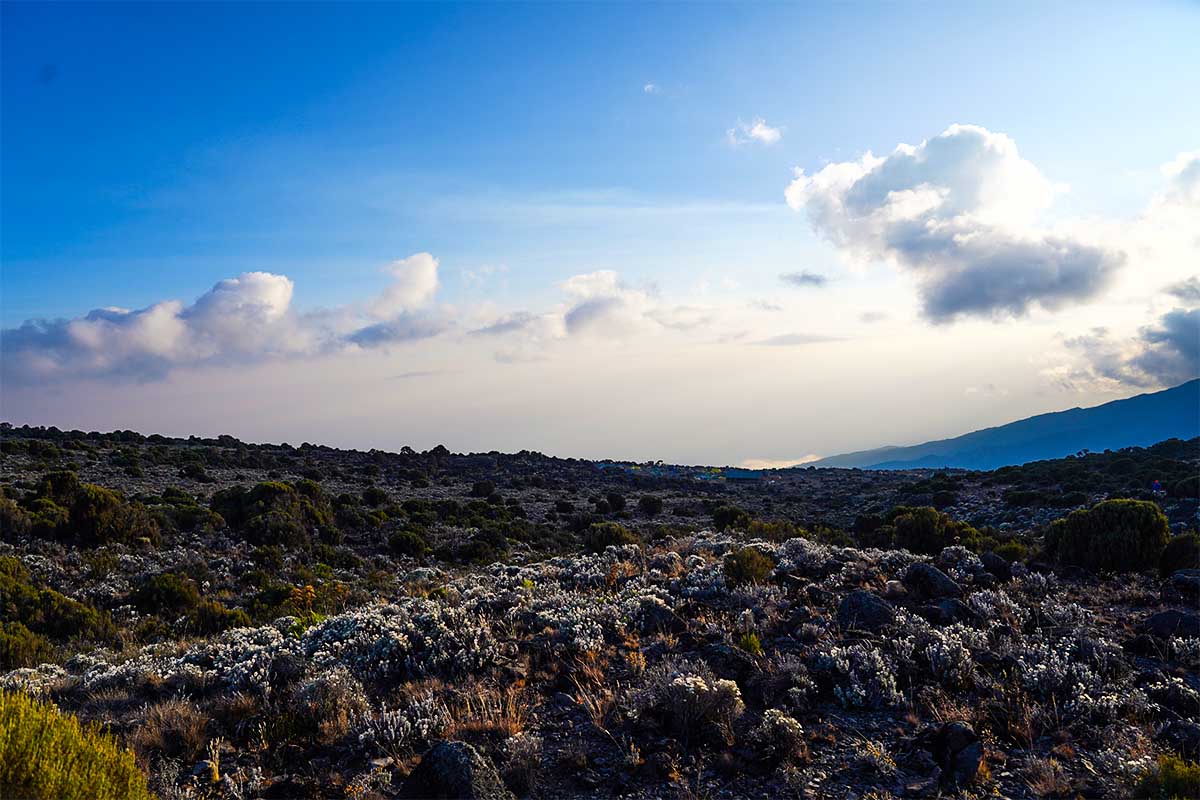 Moorland Kilimanjaro